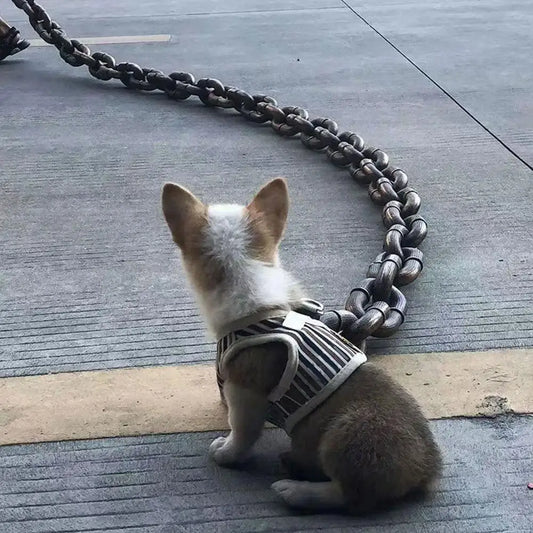 The Funny Chain for Dogs